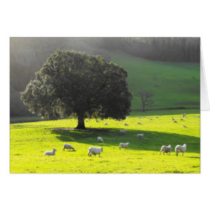 Sheep in the morning sun card