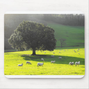 Sheep in the morning sun mouse mat