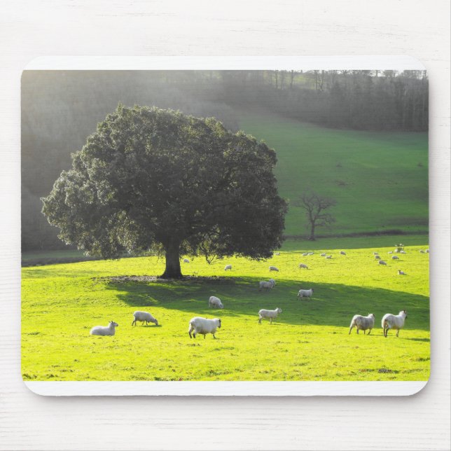 Sheep in the morning sun mouse mat (Front)