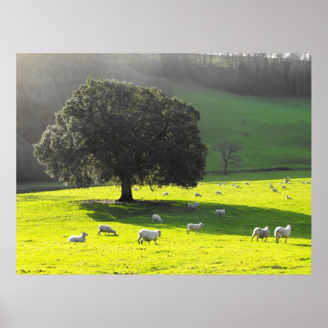 Sheep in the morning sun poster (Front)