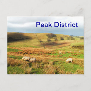 Sheep in the Peak District Postcard