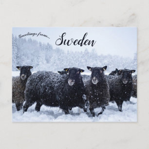 Sheep in Tyresta National Park Sweden Postcard