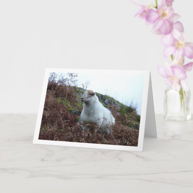 Sheep in Valley of Cwm Llan Card (Orchid)