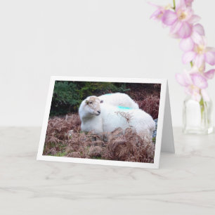 Sheep in Valley of Cwm Llan Card