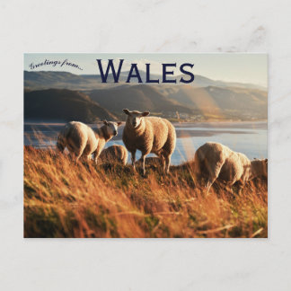 Sheep in Wales Postcard