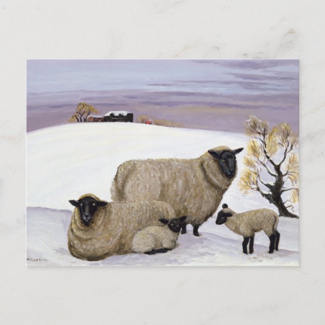 Sheep in Winter Postcard (Front)