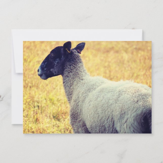 Sheep Invitation (Back)