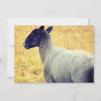 Sheep Invitation