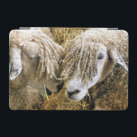 SHEEP  iPad MINI COVER<br><div class="desc">Two beautiful Cotswold sheep captured photographically in a funny and humourous moment talking to each other. Cotswold sheep originate from the Cotswolds in England and are bred for their wool and meat. They have long fleeces with an almost golden tint to it.</div>