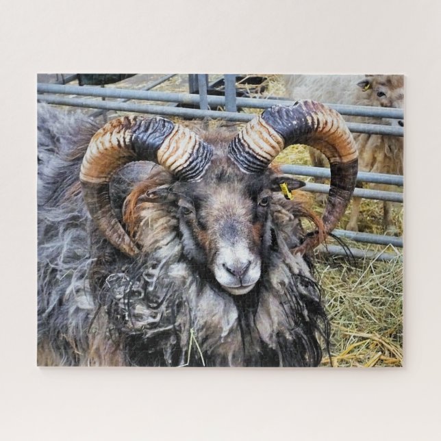 SHEEP JIGSAW PUZZLE (Horizontal)