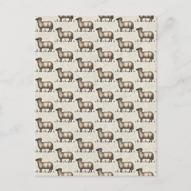 Sheep Lamb Farm Animal Vintage Postcard (Front)