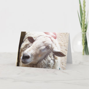 Sheep Lamb of God Christian greeting card