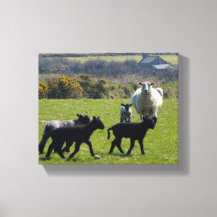 Sheep Lambs Bodmin Moor Cornwall England Canvas Print