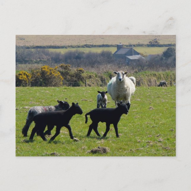 Sheep Lambs Bodmin Moor Cornwall England Postcard (Front)