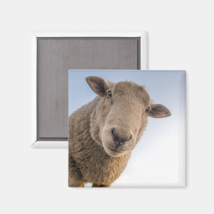 Sheep Looking Down Closeup Magnet