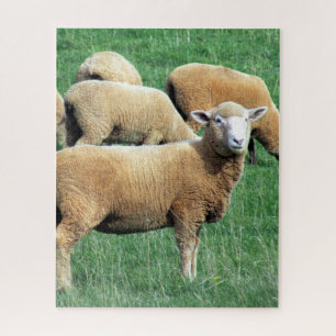sheep looks jigsaw puzzle