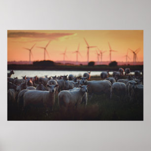 Sheep - Lydd, Romney Marsh, Kent, UK Poster