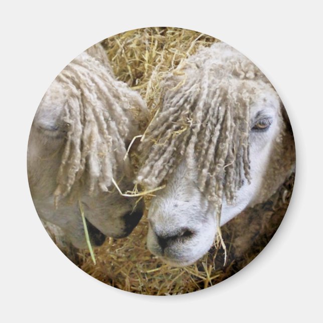 SHEEP MAGNET (Front)