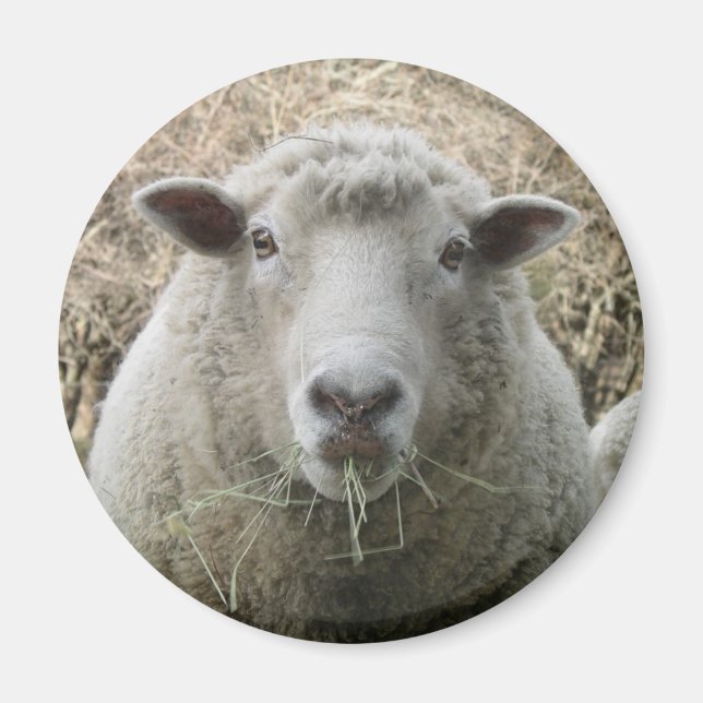 Sheep Magnet (Front)