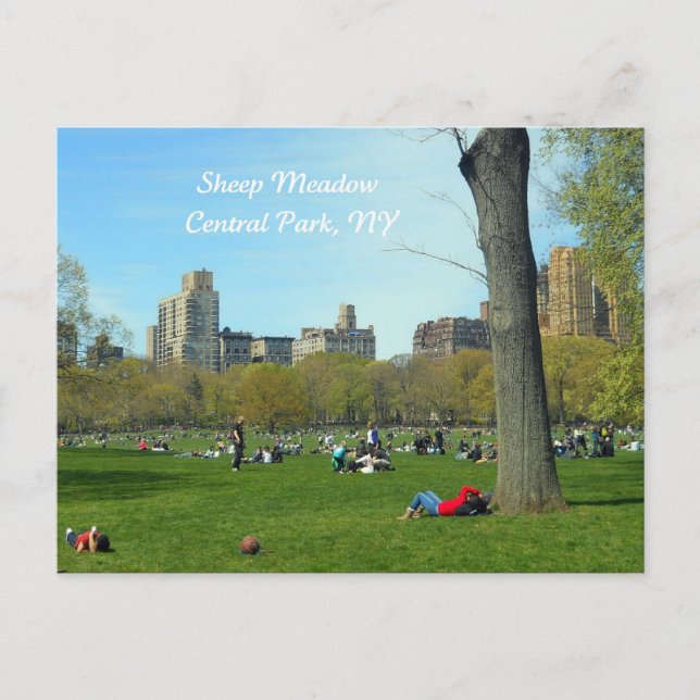 Sheep Meadow, Central Park, NYC Postcard (Front)