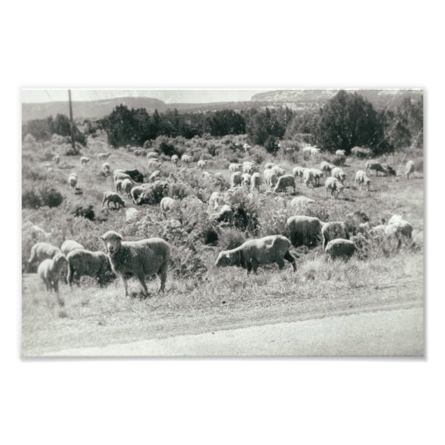Sheep Monochrome Farm Animal Cute Herd Antique Photo Print (Front)