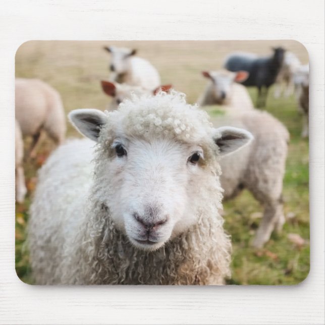 Sheep Mouse Mat (Front)