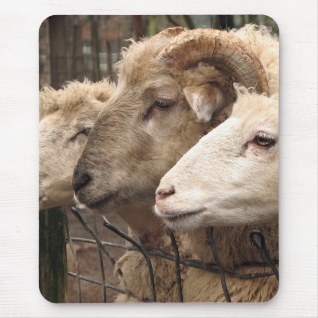 sheep mouse mat (Front)