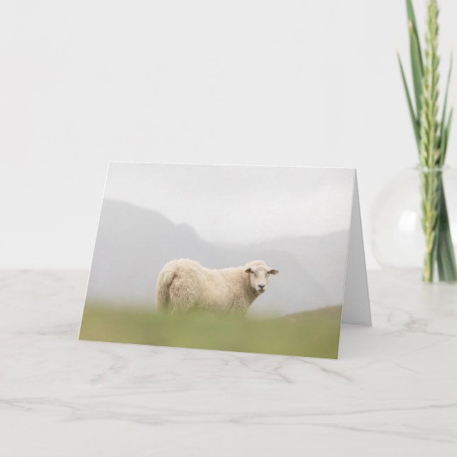 Sheep Nature Photo Card (Front)