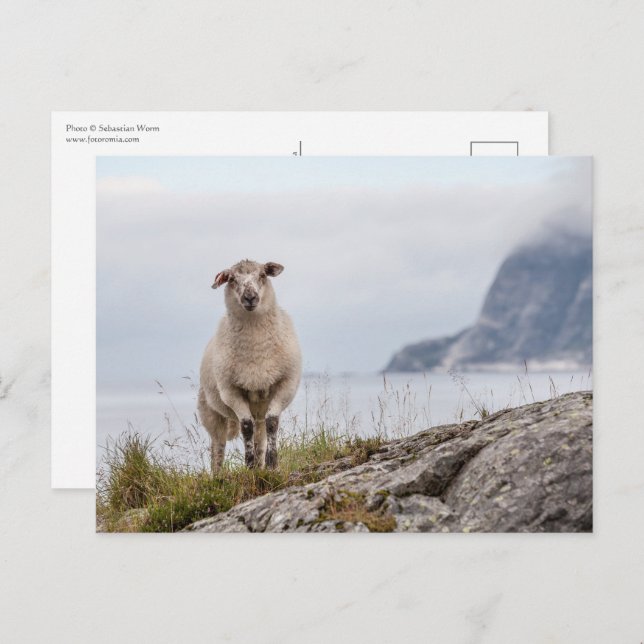 Sheep Nature Photo Postcard (Front/Back)