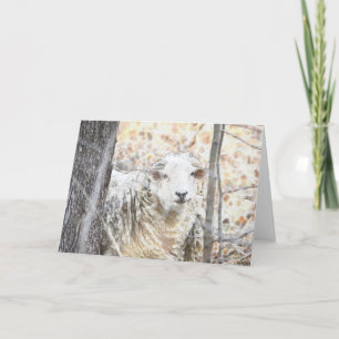 Sheep Note Card