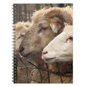 sheep notebook