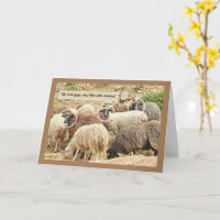 Sheep/ "Oh, Look, City Folks With Cameras"/HUMOR