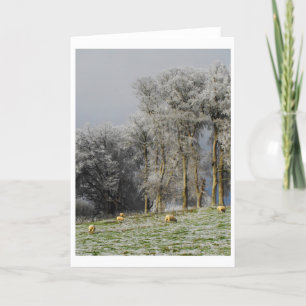 Sheep on a frosty hill holiday card