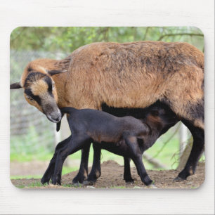 Sheep on Cameroun and lamb suckling Mouse Mat