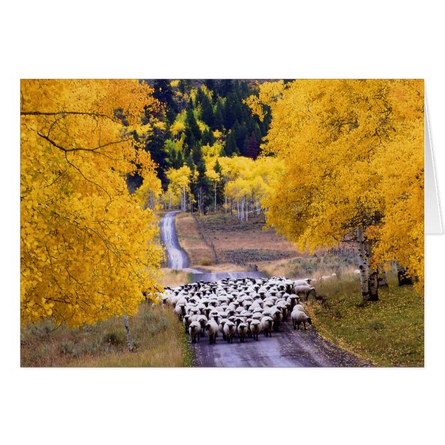 Sheep on Country Road (Front Horizontal)