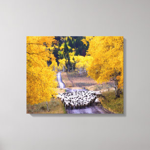 Sheep on Country Road Canvas Print