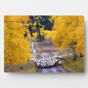 Sheep on Country Road Plaque