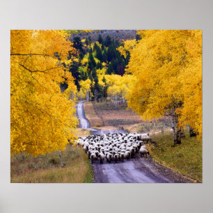 Sheep on Country Road Poster