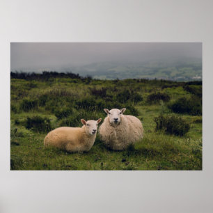 SHEEP ON MOEL FAMAU, MOLD, CLWYDIAN RANGE, UK POSTER