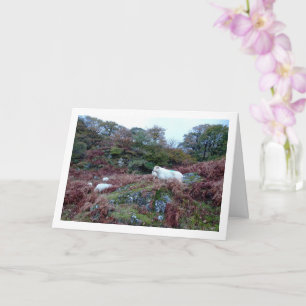 Sheep on Mountain Card