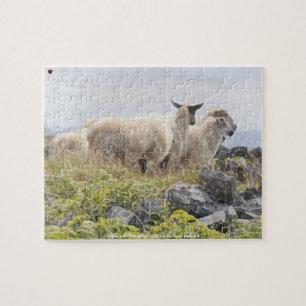 Sheep on the Aran Islands Galway Ireland Jigsaw Puzzle