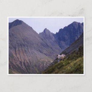 Sheep on the Cuillins Postcard