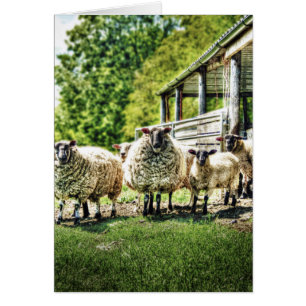 Sheep on the Farm Cards