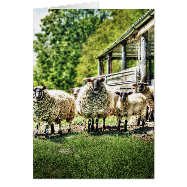 Sheep on the Farm Cards (Front)