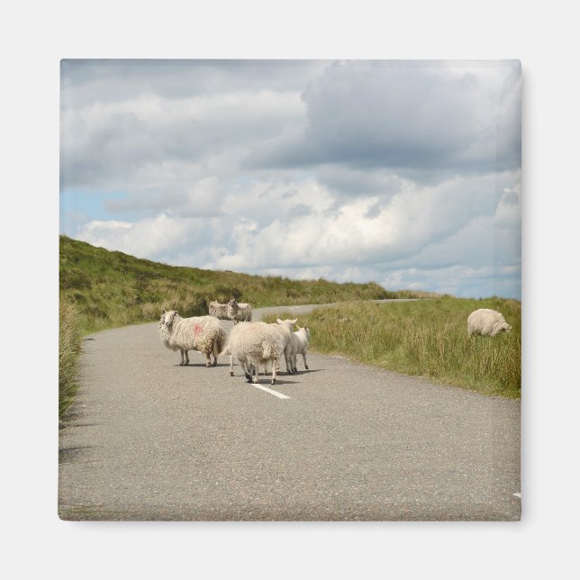 Sheep on the road in Ireland magnet (Front)