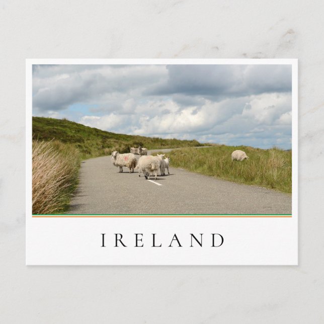 Sheep on the road in Ireland Postcard (Front)