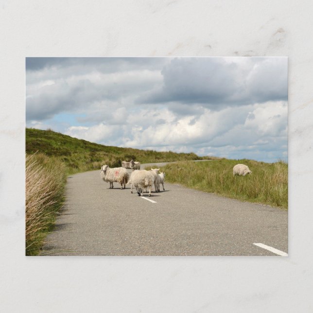 Sheep on the road in Ireland postcard (Front)