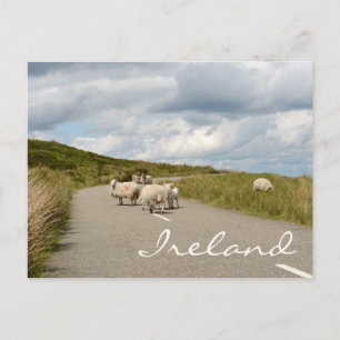 Sheep on the road in Ireland text postcard