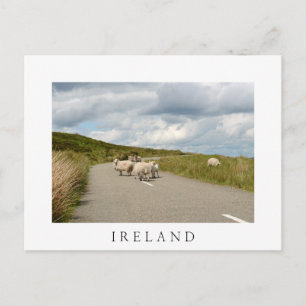 Sheep on the road in Ireland white postcard