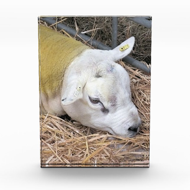 SHEEP PHOTO BLOCK (Front)